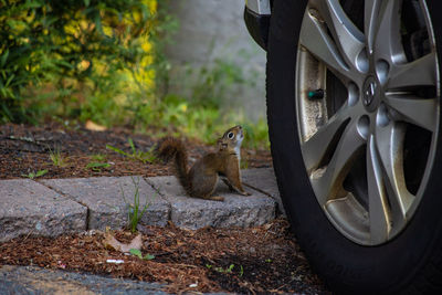 Squirrel looking up at car tire