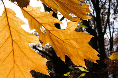 Close-up of leaves on tree trunk