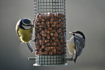 Blue tits on bird feeder