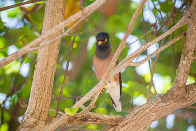 Low angle view of bird perching on tree