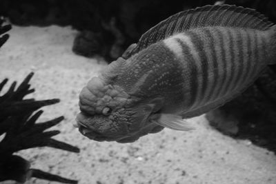 Close-up of fish swimming in sea