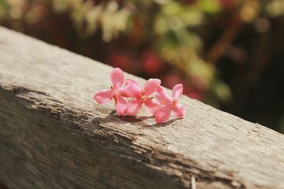 Close-up of pink ixora on wooden railing