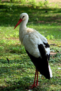 Close-up of a white stork on field