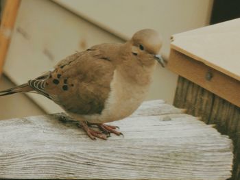 Close-up of bird perching on wood at home