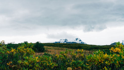 Scenic view of yellow flowers on field against sky