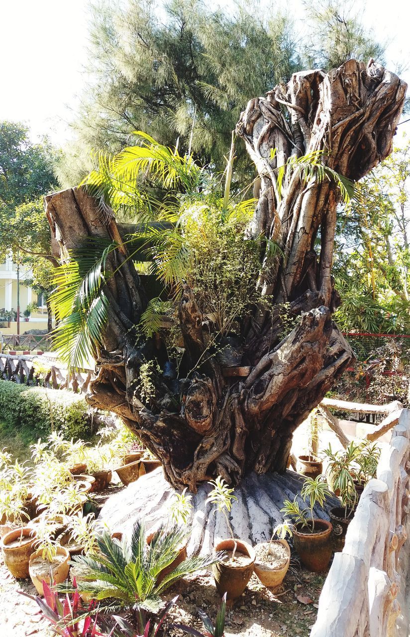 CLOSE-UP OF SUCCULENT PLANT GROWING ON TREE