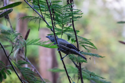 Bird perching on a branch