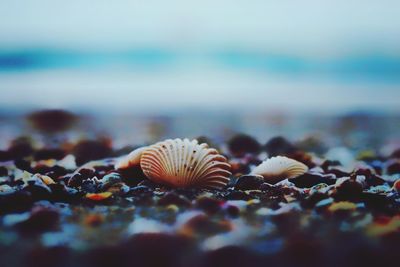 Close-up of seashell on beach