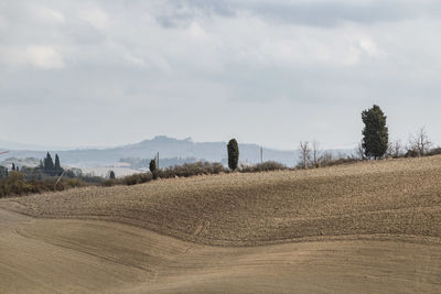 Scenic view of agricultural field against sky