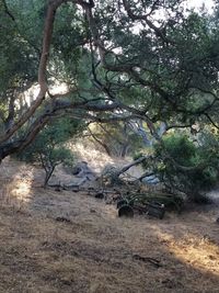 Trees on field in forest