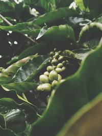 Full frame shot of fresh green plant