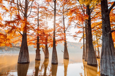 Trees in lake