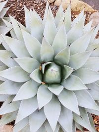 Full frame shot of succulent plant