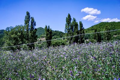 Scenic view of flowering plants on field against blue sky