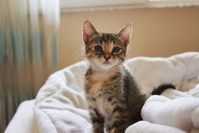 Portrait of cat relaxing on bed at home