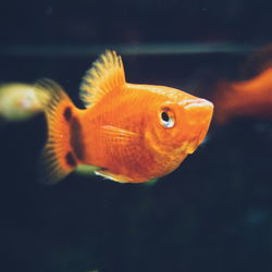 Close-up of fish underwater