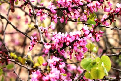 High angle view of cherry blossom growing on tree