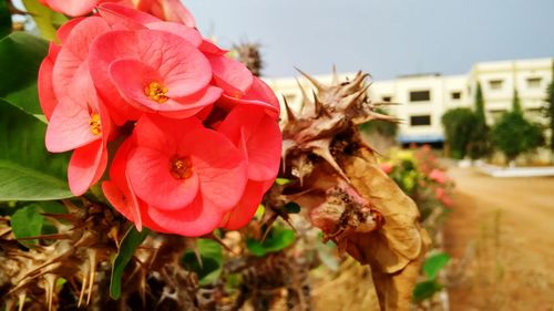 Close-up of red flowers blooming outdoors