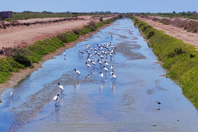 Birds in a lake