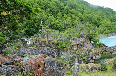 Scenic view of river amidst trees in forest