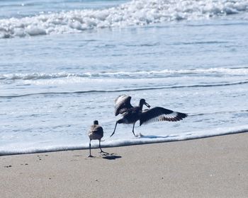 Birds on beach