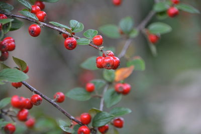 Close-up of red berries growing on tree