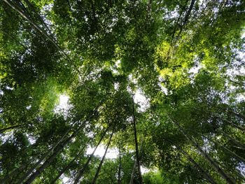 Low angle view of bamboo trees in forest