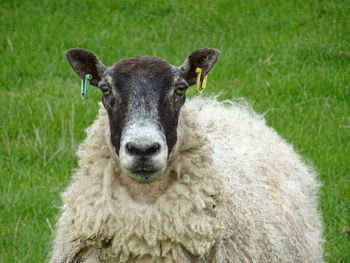 Portrait of sheep on field