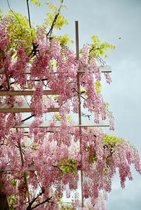 Low angle view of pink flower tree against sky