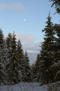 Trees on snow covered landscape against sky