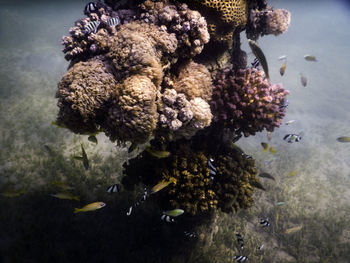 Close-up of fish swimming in sea