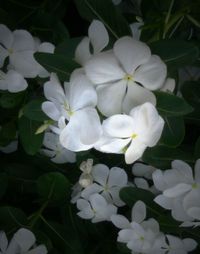 Close-up of white flowers
