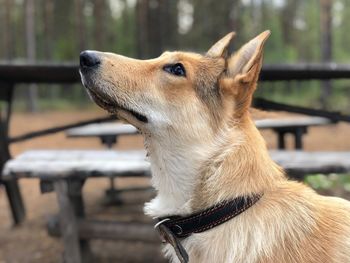 Close-up of a dog looking away