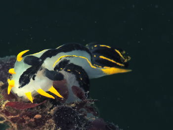 Close-up of fish swimming in sea