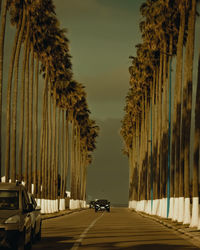 Low angle view of palm trees against sky