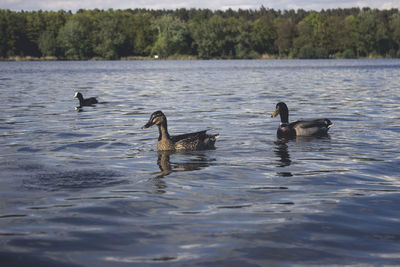 Ducks swimming in lake