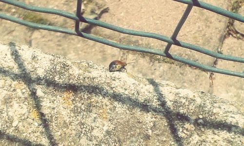 High angle view of insect on ground