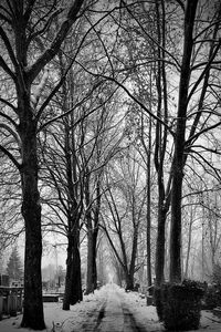 Snow covered trees