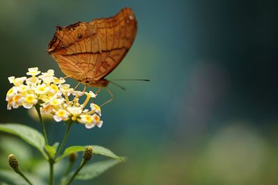 Close-up of butterfly pollinating on flower