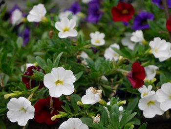 Close-up of white flowers blooming outdoors