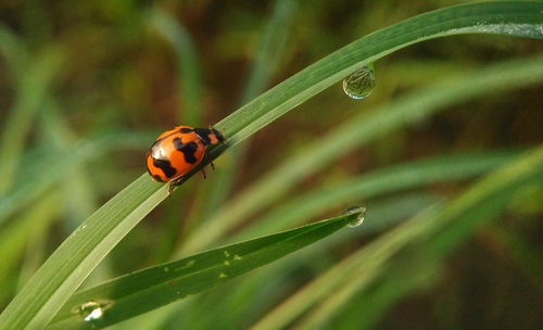 Close-up of ladybug on plant