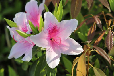 Close-up of pink flowering plant