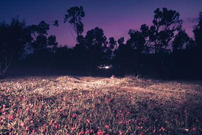 Plants growing on field against sky at sunset