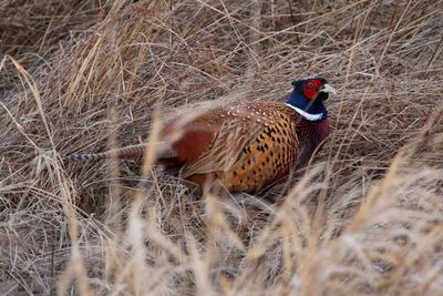 Bird on grass