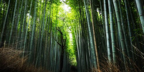 View of bamboo trees in forest