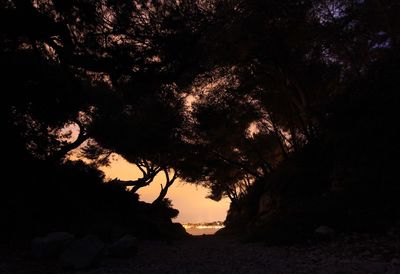 Close-up of tree against sky at night