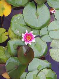 High angle view of lotus water lily in pond