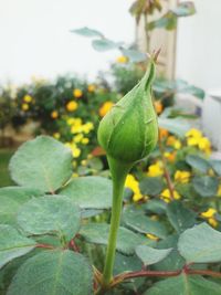 Close-up of plant