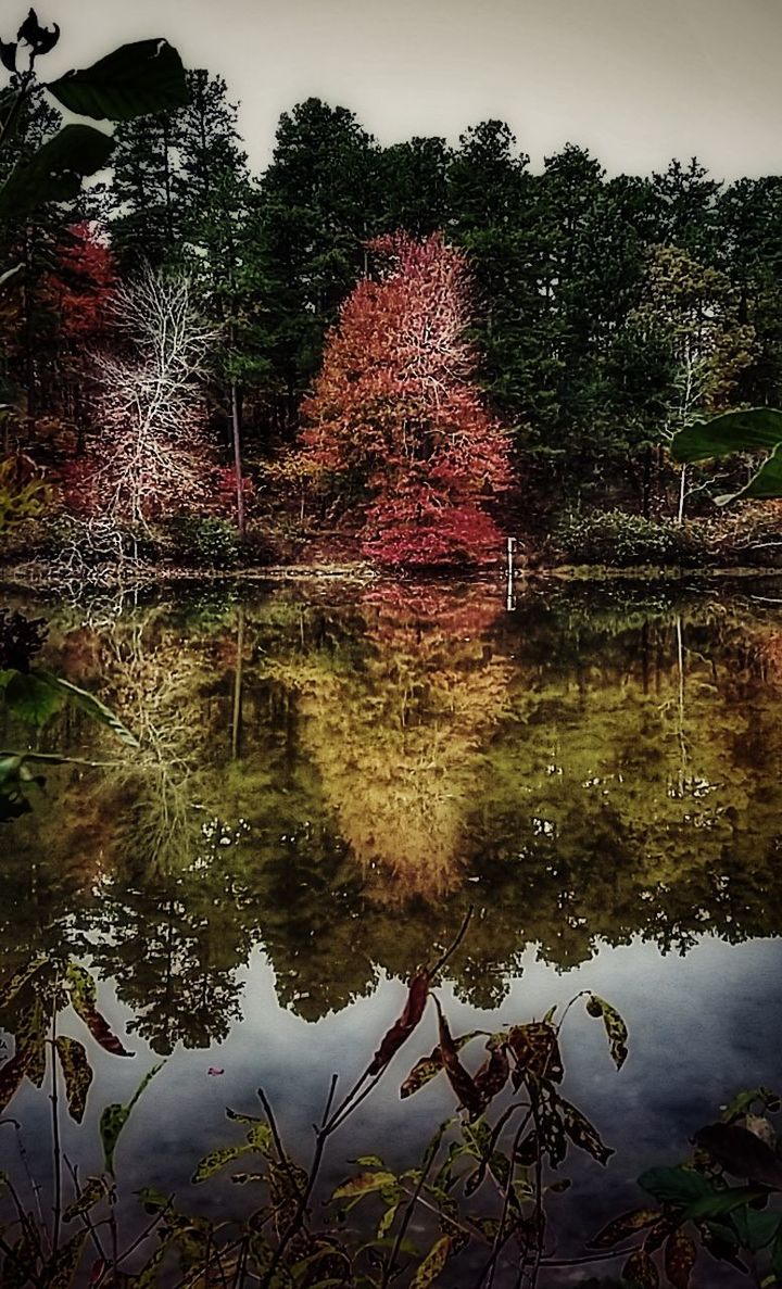 REFLECTION OF TREE IN LAKE