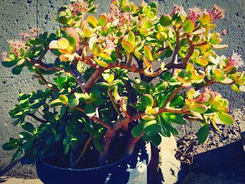 High angle view of potted plant